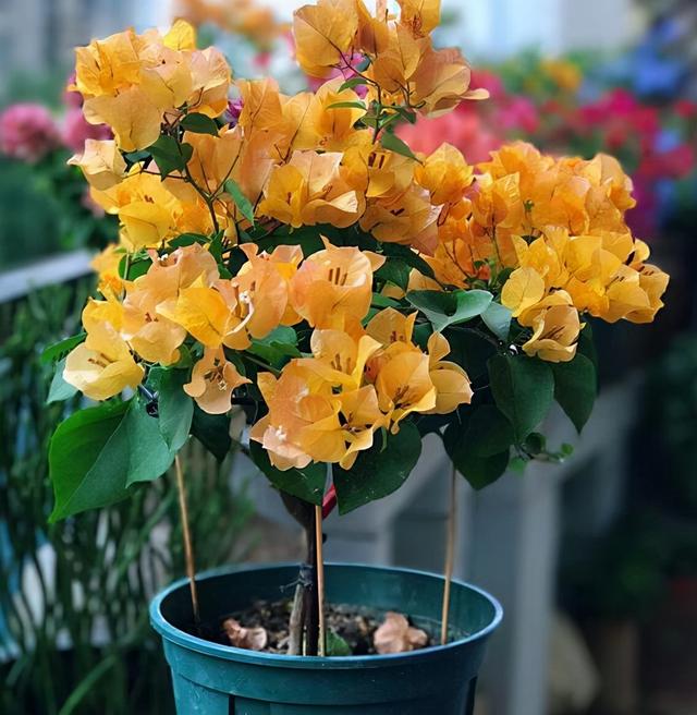 三角梅哪个品种最漂亮好看，三角梅哪个品种最勤开花？花开最美艳