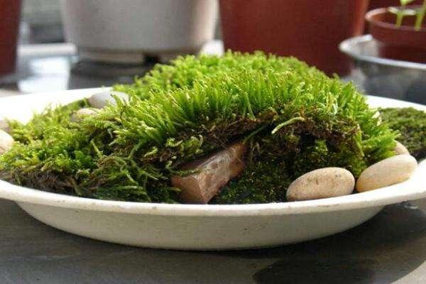 苔藓植物的四个作用，另外还有好几个价值