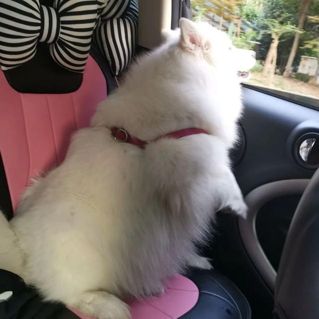 金毛犬，6种狗狗小时候和长大的对比（金毛犬的优缺点及性格）