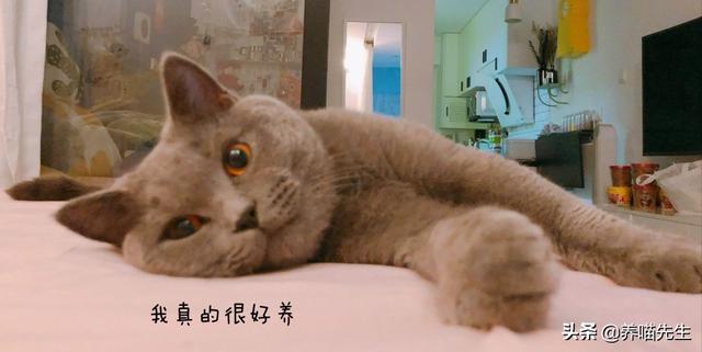 蓝猫是英短的一种吗，英国短毛猫为什么叫做“蓝猫”