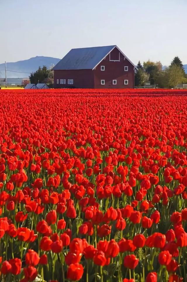 花景生多云讲什么，花景生（漫山遍野的鲜花，满眼春光）