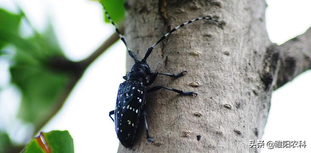 天牛幼虫怎么杀，这个药杀天牛只需2小时