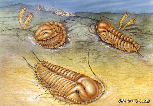 原核生物有哪些，高中生物原核生物有哪些（从原核生命到人类文明）