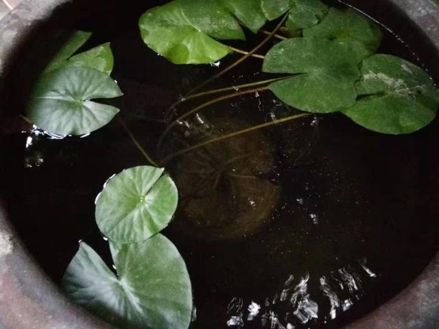 金鱼水霉病怎么治最快，金鱼水霉病的治疗方法（一句话搞定观赏鱼水霉病的治疗）