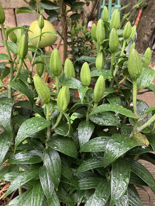 百合花介绍，百合花介绍50字（ 买百合花看清这部位）