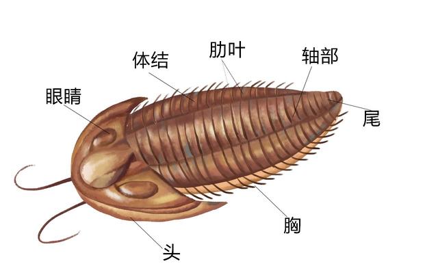 三叶虫因为什么而得名，三叶虫的由来（演化20000个种）