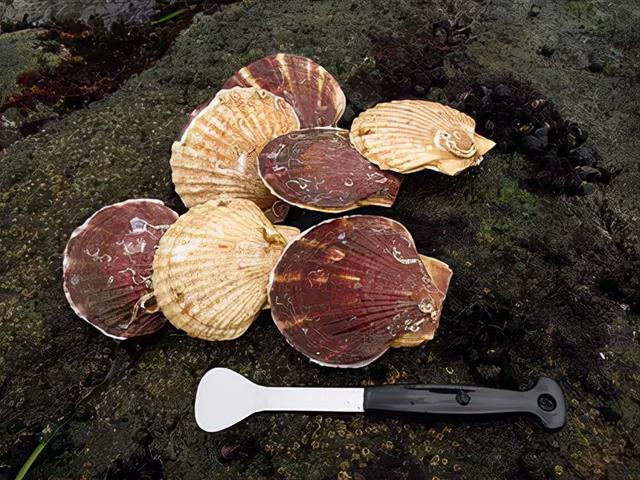 蛏子怎么读，蛏子怎么吃法家庭吃法（蛤、蚌、蚶、蚬……菜市场里的贝壳你都认识吗）