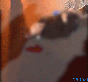 汕湛高速车祸，汕湛高速服务区一览表（湖西大道一摩托车被压小车车底）
