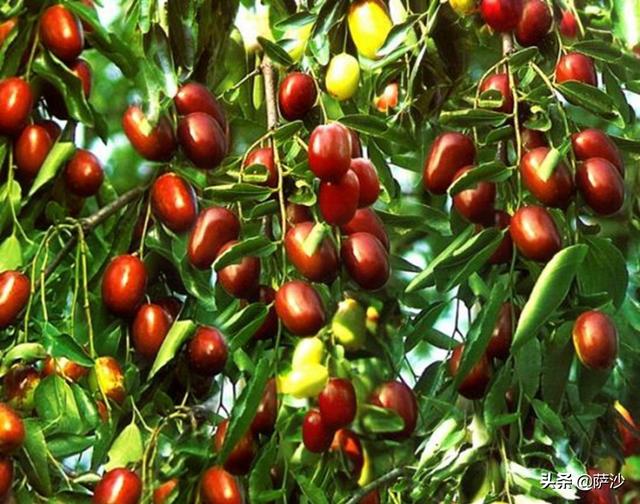 梦见树上结满枣子，梦见树上结满了枣的周公解梦（裘千尺能够谷底的枣树活十多年吗）