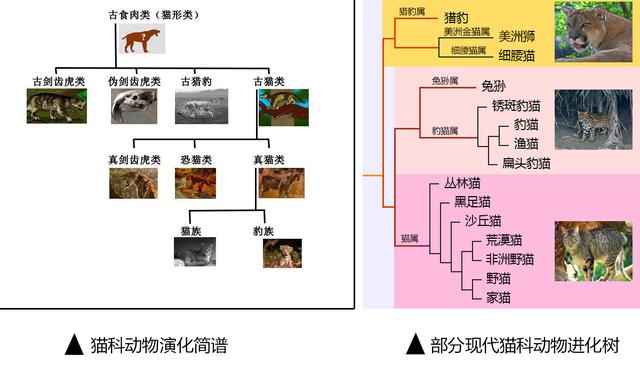 豹子的速度，浅谈猎豹高速追击下的奥秘（豹子的速度是汽车的几倍）