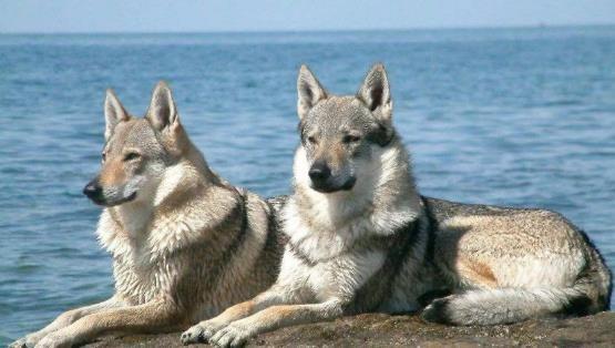 哺乳动物有哪些，世界上哺乳类动物有哪些（哺乳类动物和图片）