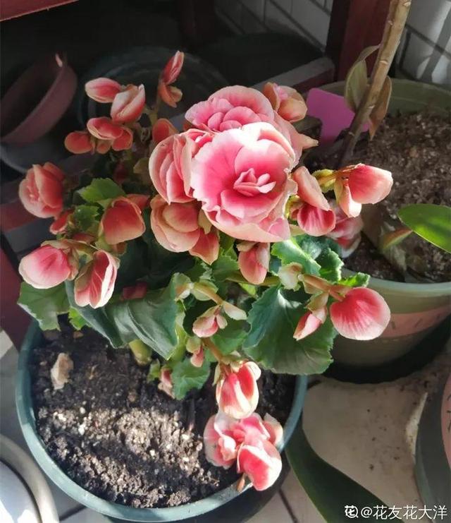 杜鹃花掉叶子的原因和解决办法详情介绍，杜鹃花掉叶子严重咋办（到底是哪出问题了）