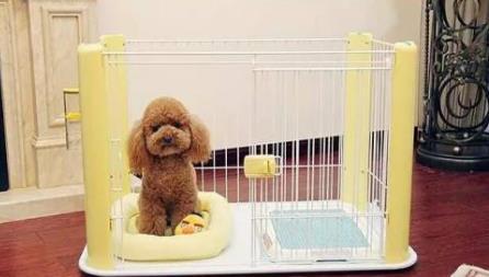 怎么让狗狗固定去厕所尿尿，怎么能让狗狗在固定的地方尿和拉（轻松让狗狗定点大小便）