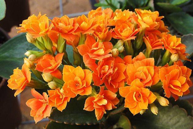 淘米水发酵多久浇花最好，淘米水要发酵多久能浇花和蔬菜（放在阳台发酵半个月）