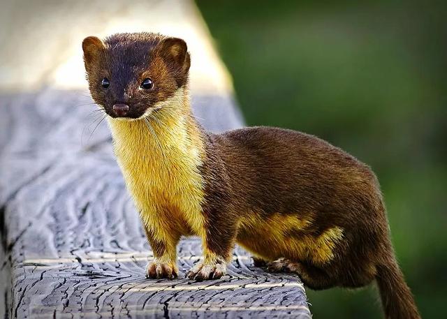 貂和黄鼠狼的区别，雪貂和黄鼠狼的区别（生物相册：黄鼠狼）