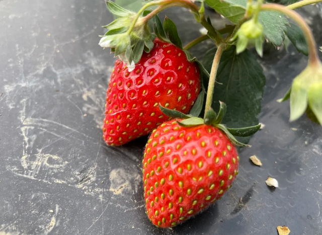 草莓基地在哪里，草莓的产地是哪（成都5个草莓基地）