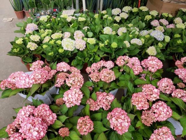 荷花最好看的品种是什么，这花最好看、最好养