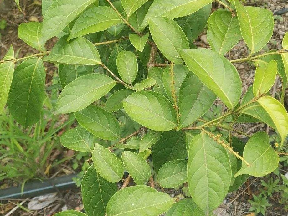 雷公藤烏頭是一種烈性毒藥,據說在古代,它還是有名的軍