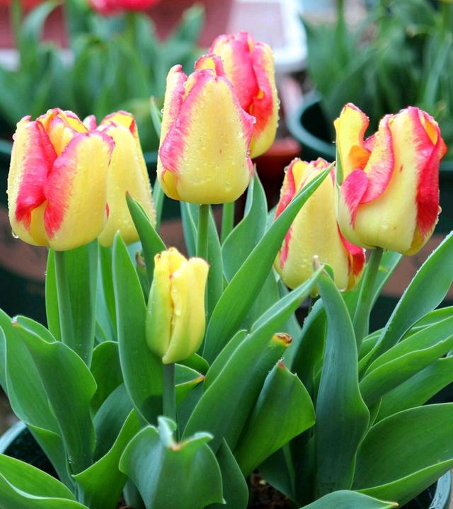 春天的植物有哪些，春天常见的植物（“24种”适合冬天种植的花草）