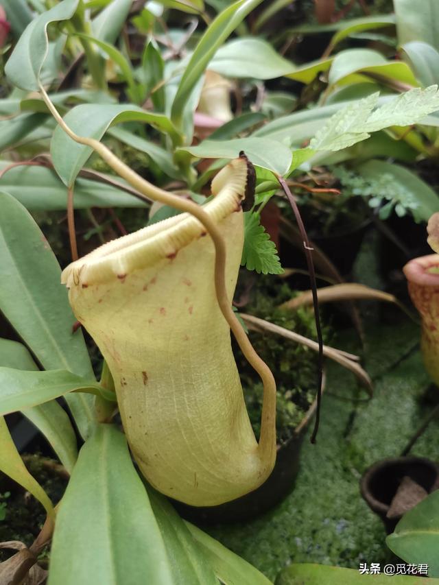 猪笼草（猪笼草图片，不同的生长状态（猪笼草的草的图片）