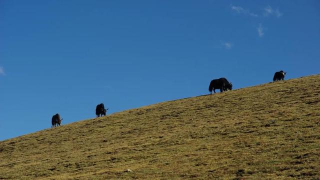 丁真老家在哪里，丁真家住哪里（丁真的老家甘孜，早该爆红了）