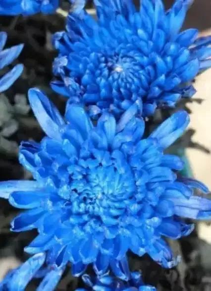 蓝色的菊花