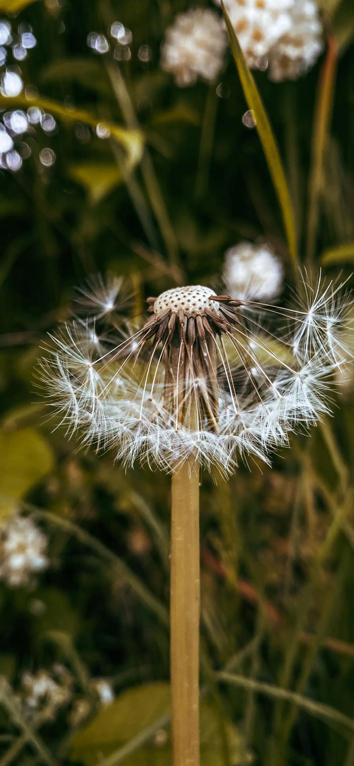 蒲公英的图片(美图壁纸第25期) - 赤虎壹号
