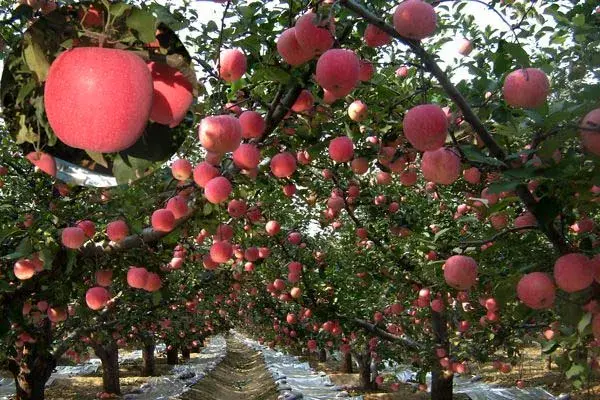 秦冠苹果有什么特点，秦冠苹果的特点（竟不知道它有这么多的品种）