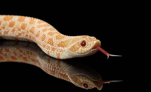 蛇怕什么，蛇怕什么东西房前屋后放什么防止蛇（打蛇为什么说要打“七寸”）