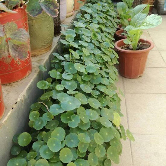 海里的植物有哪些，海里的植物有哪些常见植物图片（7种“喜水花”）