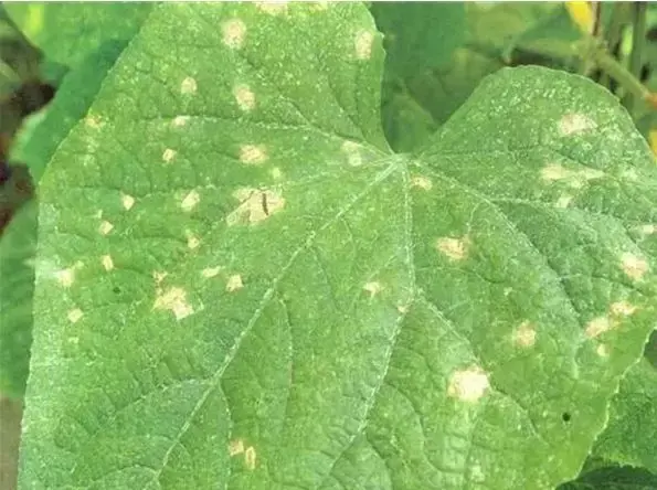 夏黄瓜靶斑病喷什么药特效，治疗黄瓜靶斑病的特效药（纯生物杀菌剂统统搞定）