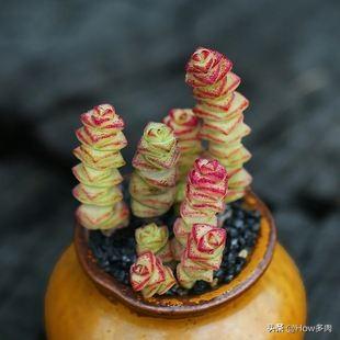 钱串子花学名叫什么啊，钱串子花又叫什么（带财入户的钱串子多肉植物）