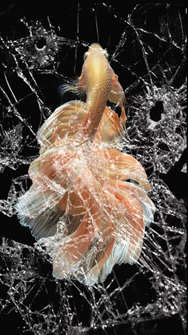 碎屏壁纸，碎屏壁纸 真实（30张以假乱真碎屏锁屏壁纸高清无水印下载图片）