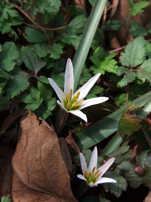 哪些人不能吃野葱，“老鸦瓣”认识的人不多