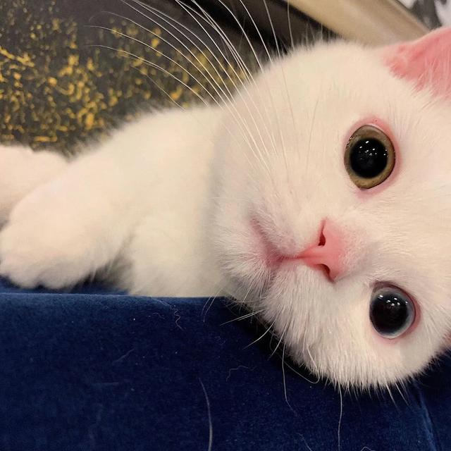 用猫做头像的男生，猫咪（可爱猫的微信头像）