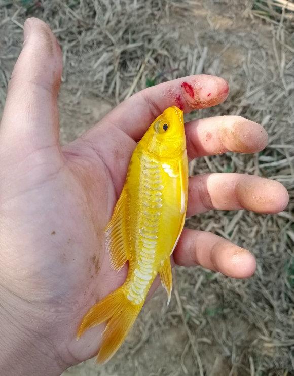 鏡鯉怎麼釣啊怎樣釣無鱗鯉魚,無鱗鯉魚用什麼釣(散鱗鯉魚現身邕江)