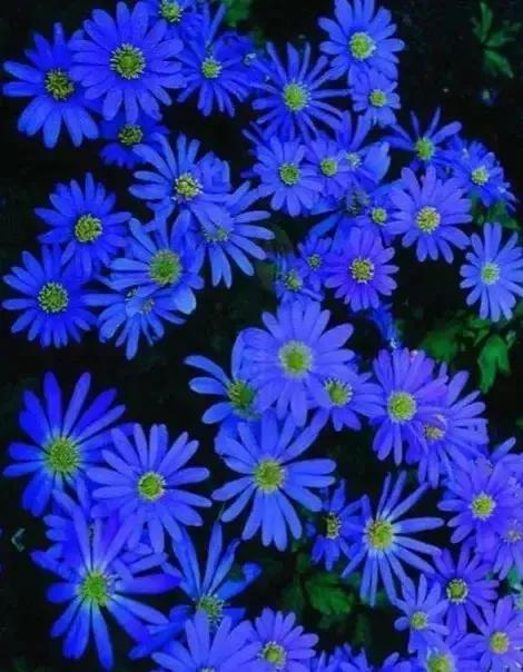 蓝色的菊花