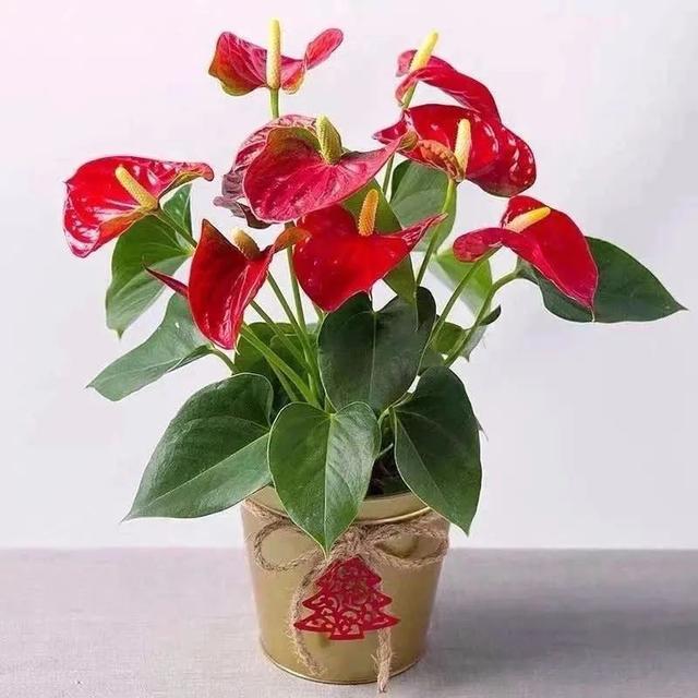 1,十月中国红,推荐6种红色系花,家里养几盆,红红火火,真喜庆