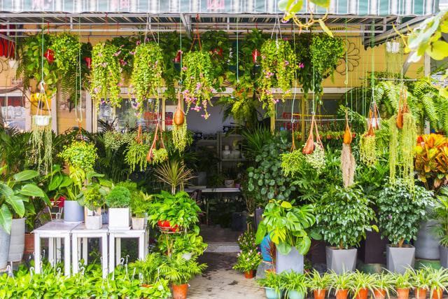 为什么家里会出现绿色的蚊子，房间有很多绿色的蚊子（夏天家里不断有小蚊子）