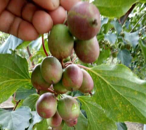 紫色的水果有哪些，粉红色的水果叫什么梅（7种高颜值紫色果子）