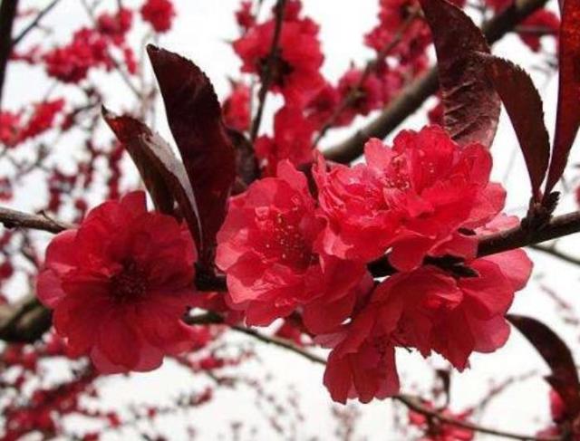 樱花和李子花的区别是什么，樱花李子能吃吗（街道两旁的“花树”）