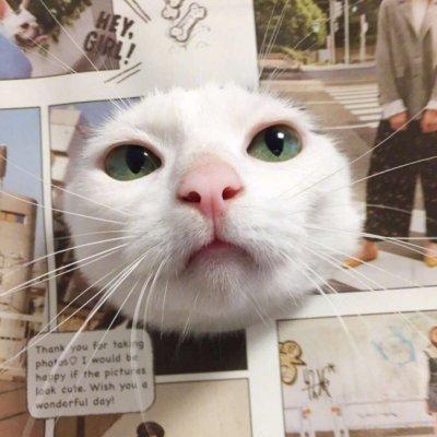 逗比头像，搞笑情头！！微信，逗比头像，搞笑情头！！（2019搞笑一左一右动物情侣微信头像）