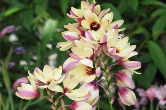 天堂鸟花语，天堂鸟花图片（你知道大自然中这些花的花语吗）