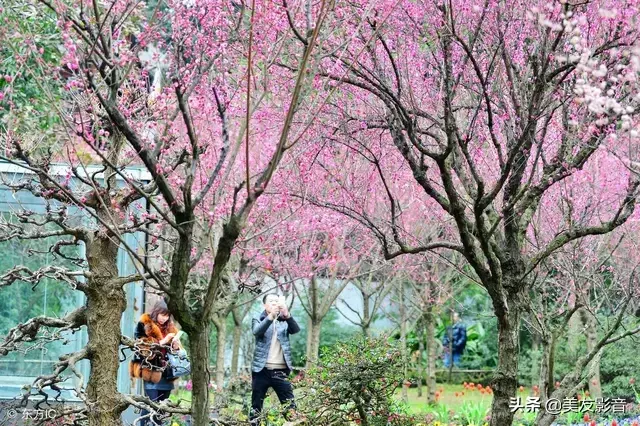 咏梅最著名十首诗，经典咏梅古诗词30首