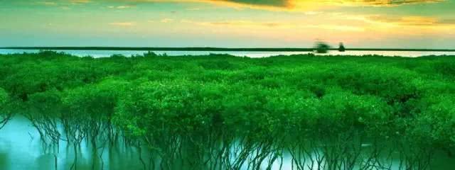 榄钱的功效和药用价值，榄钱泡水喝有什么功效（充满生机的“海上长城”红树林为了适应环境进化出了“胎生技能”）