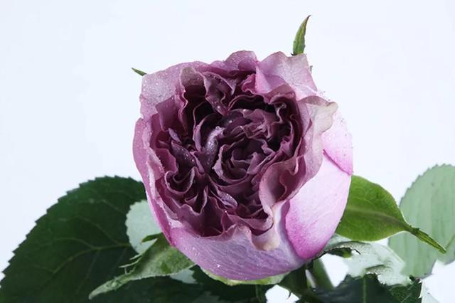 各种玫瑰花的含义，各色的玫瑰花有什么含意（一篇文章认全花店必备80种玫瑰花）