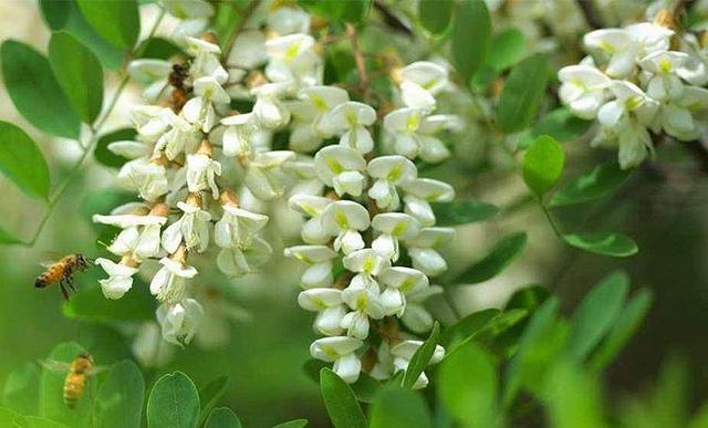 野生白花菜图片，野白花菜的功效与作用与禁忌（20种常见野菜辨别图）