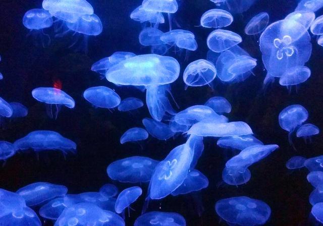 海蜇属于什么动物，水母和海蜇的区别竟如此之大
