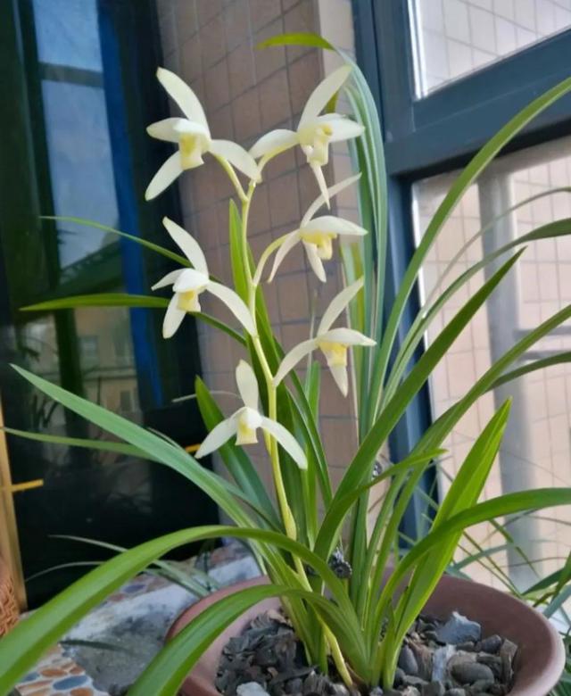 蕙兰五个必养品种，建兰大荷瓣品种（适合普通人养的十款兰花）