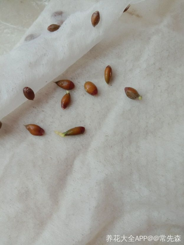 菠萝头子的种植方法，菠萝头子怎么种植（菠萝头也能成小森林）